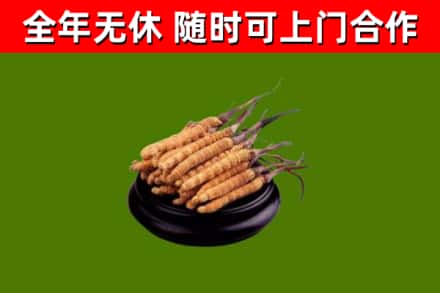 乐都区回收冬虫夏草